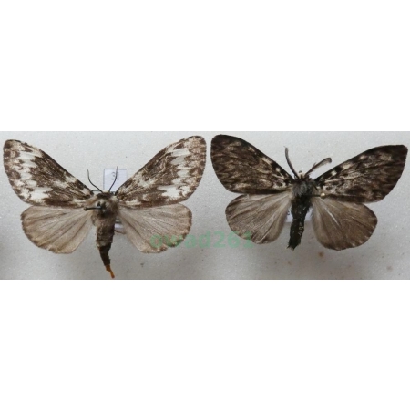 Lymantria monacha (Linnaeus, 1758) pair Brudnica mniszka Czech3l